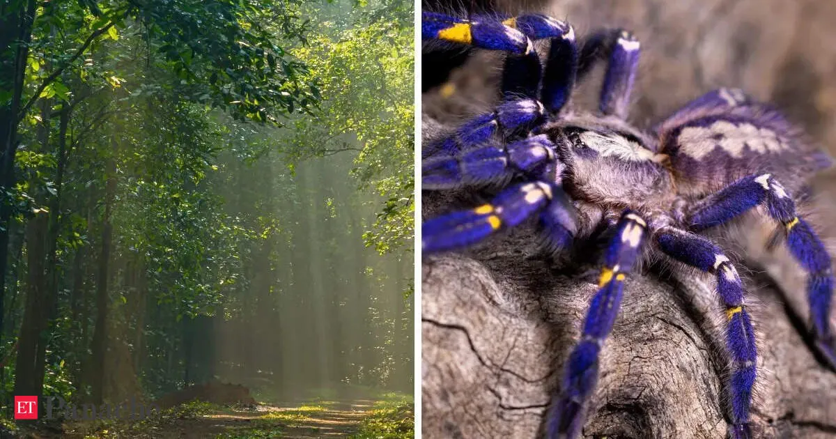 Andhra tiger reserve hunts for a critically endangered electric blue tarantula