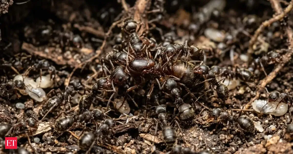Ants Really Kill Their Own Queen How Parasites Trigger the Attack