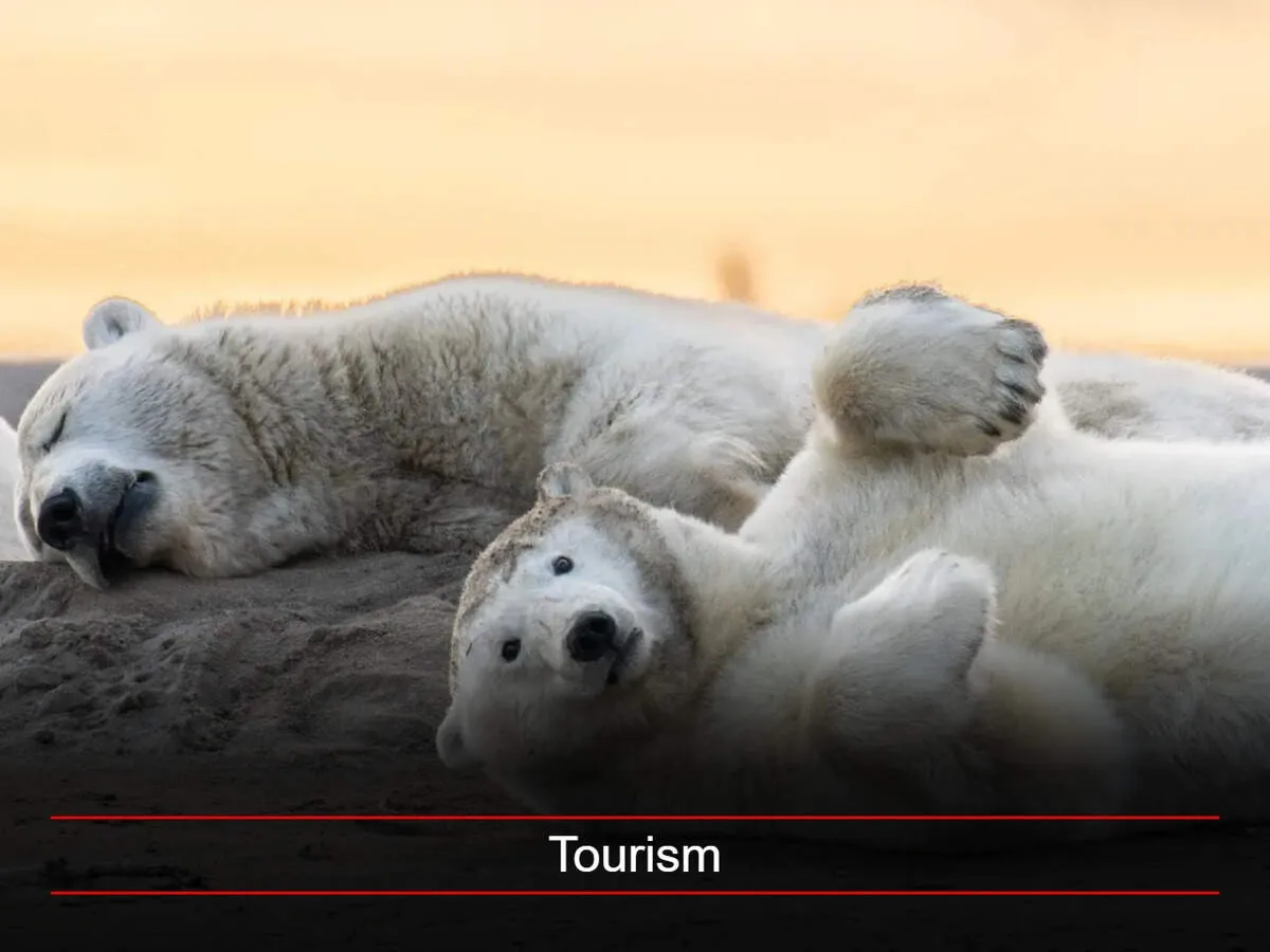 Alaska’s Kaktovik brings back polar bear tours after pandemic pause