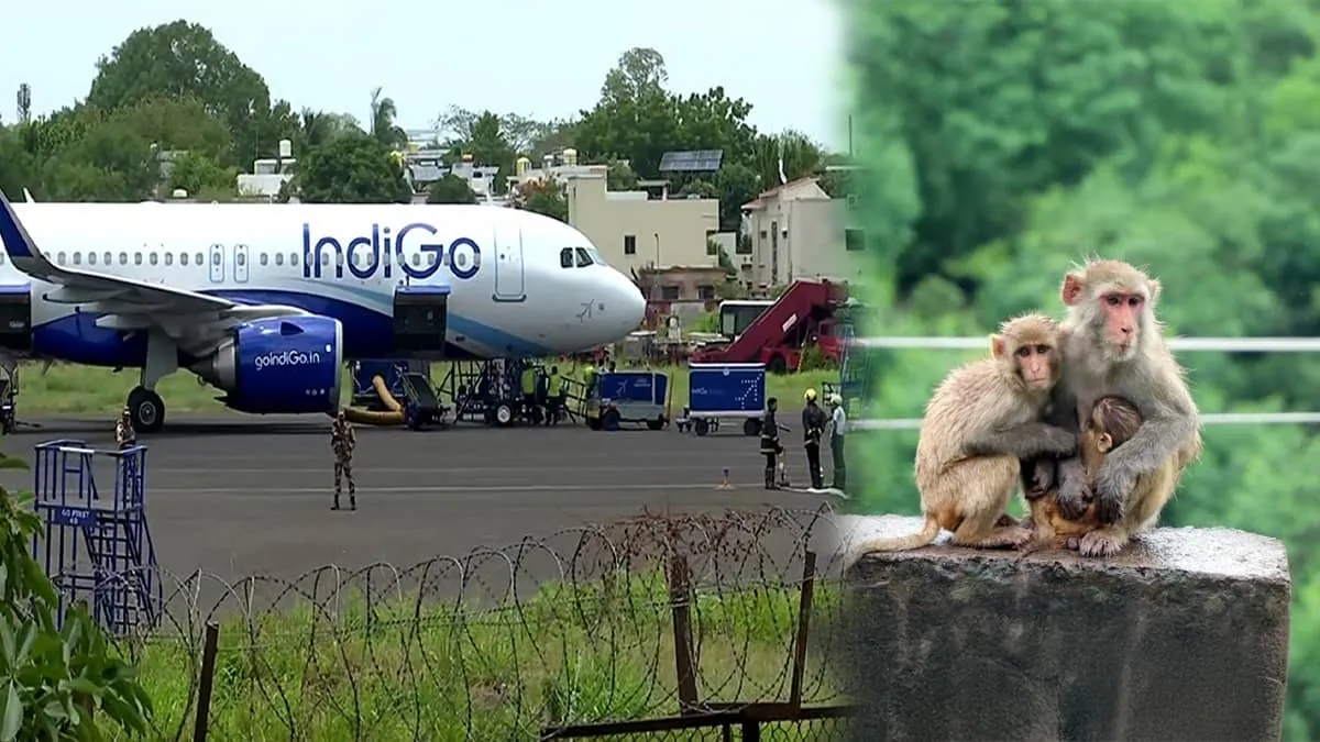 IndiGo flight to Raipur halted as monkeys stormed Lucknow runway
