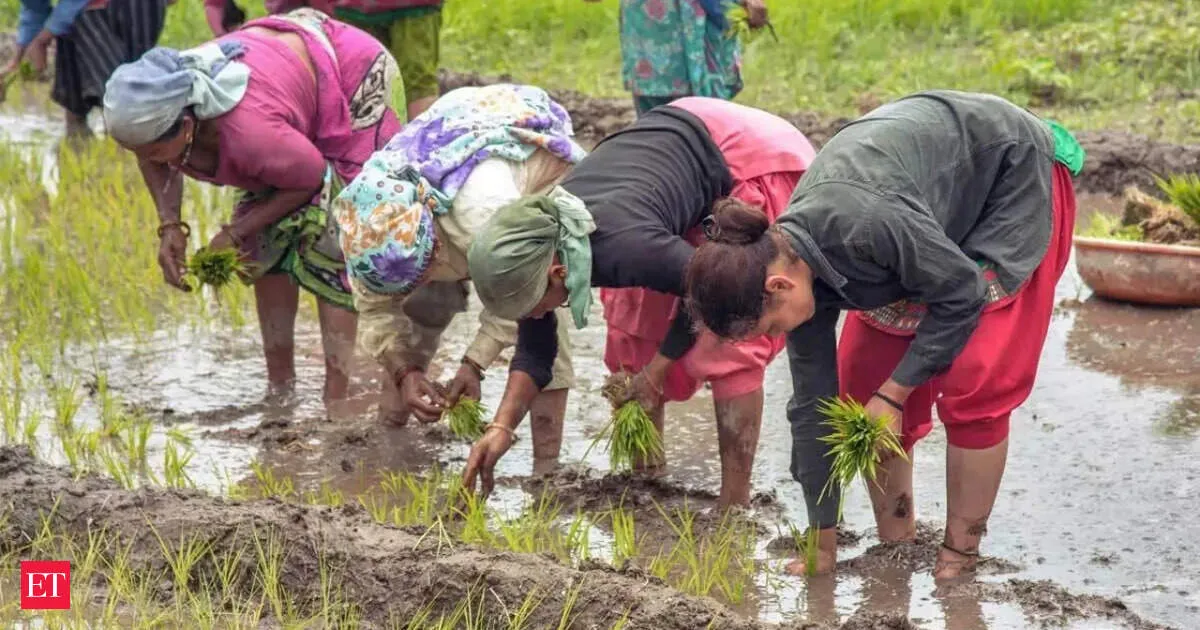 Amazon signs 30 million deal to buy rice farm carbon credits in India