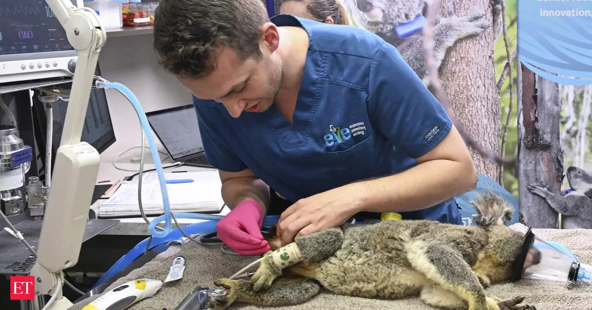 Australia approves world first vaccine to protect koalas from chlamydia