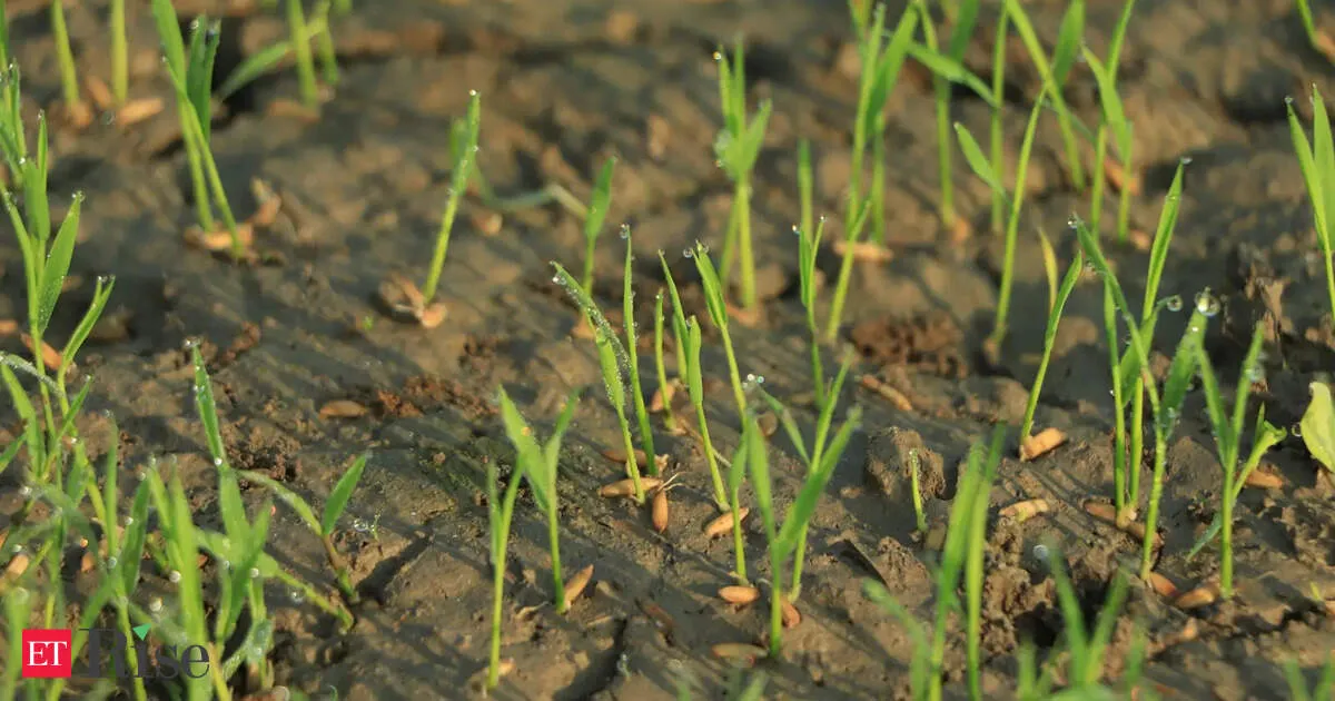 Extreme heat is breaking food systems worldwide and UN agencies warn of worse ahead