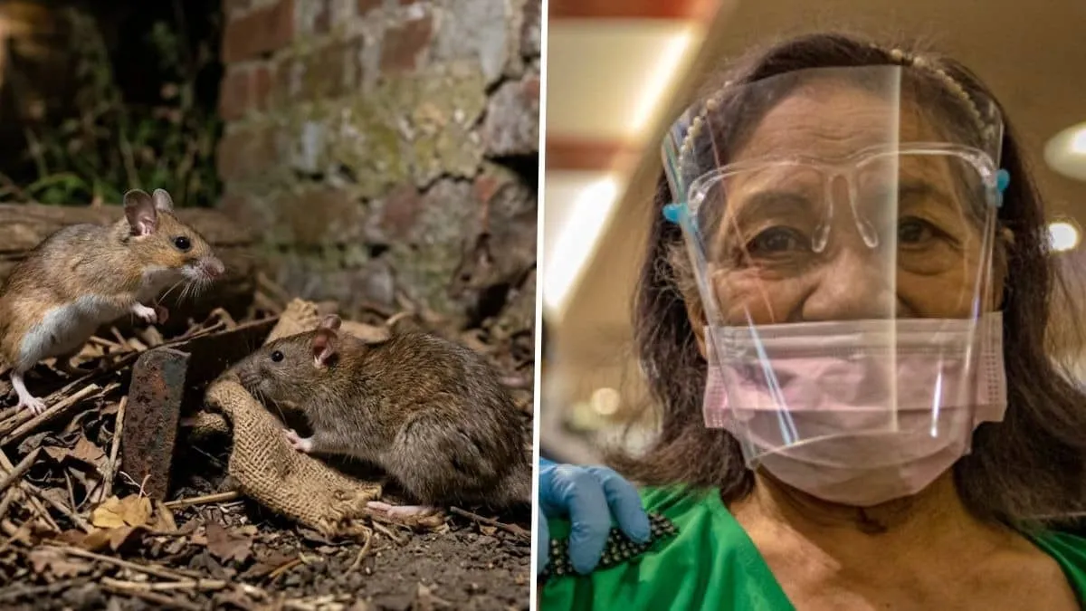 Hantavirus cruise outbreak sparks COVID fears but WHO says risks are very different