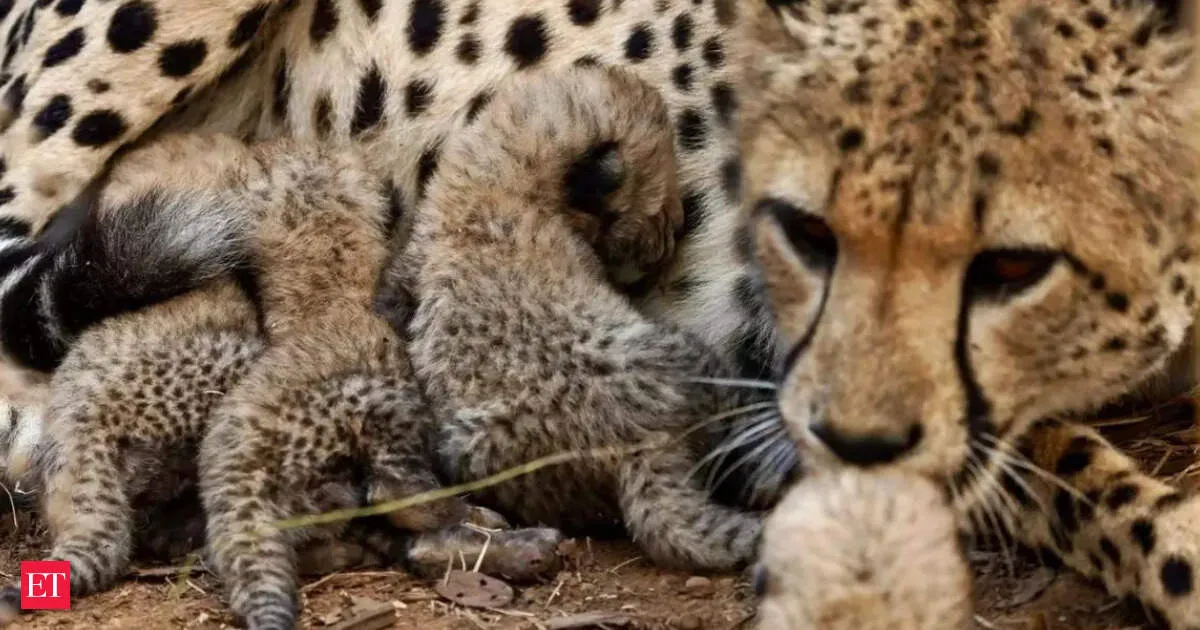 Four month old cheetah cubs found dead in Kuno park after suspected predation