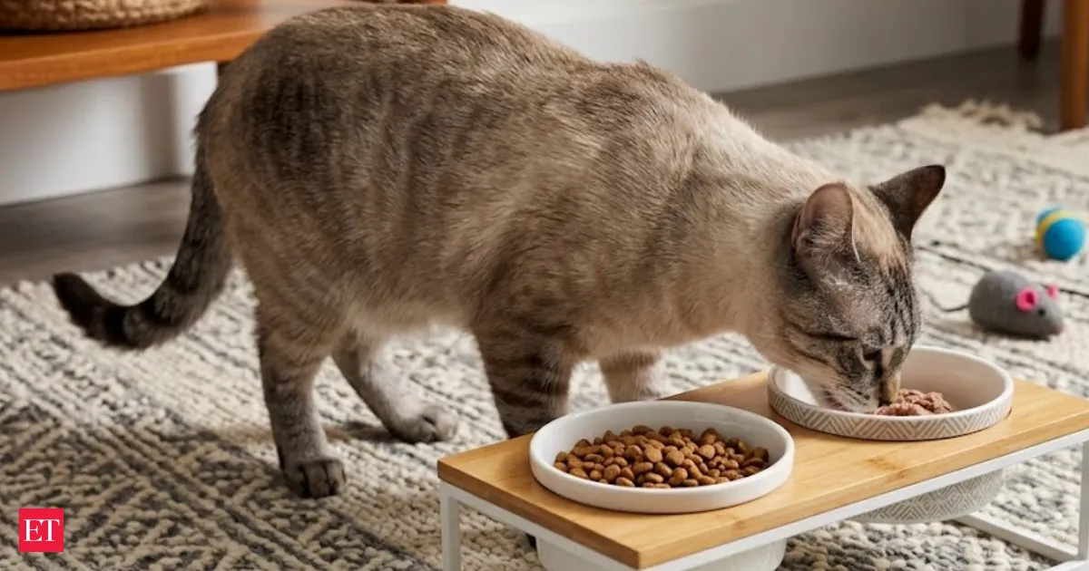 New study shows why letting cats roam freely may shorten their lives significantly