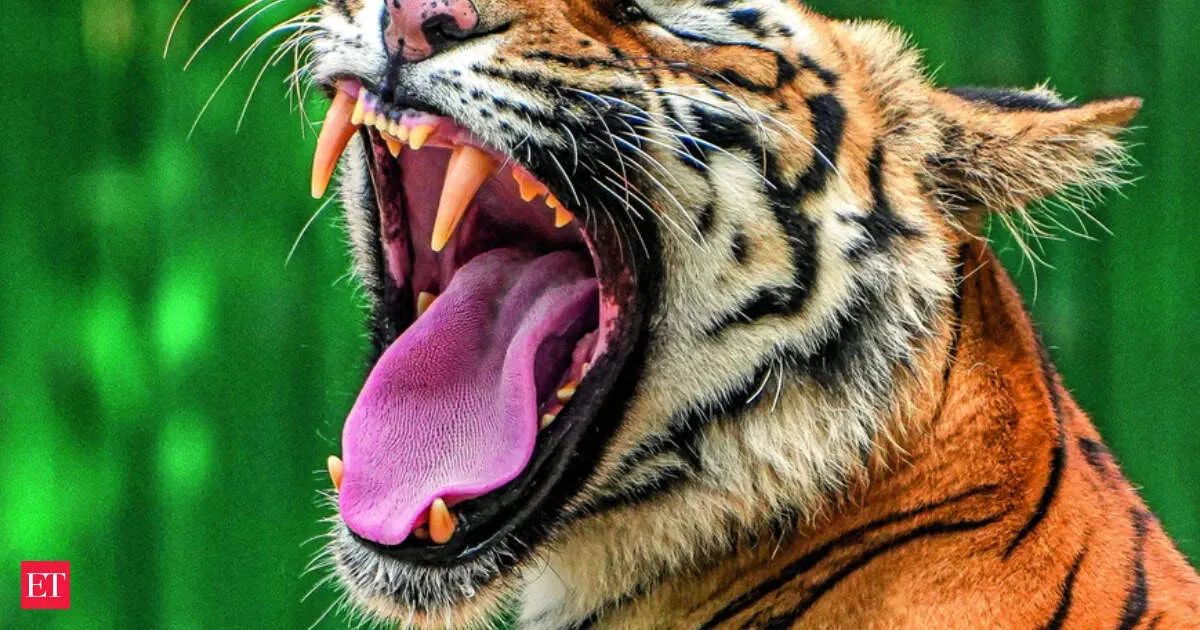 New Delhi to host first Big Cat Alliance summit in June and set global conservation rules