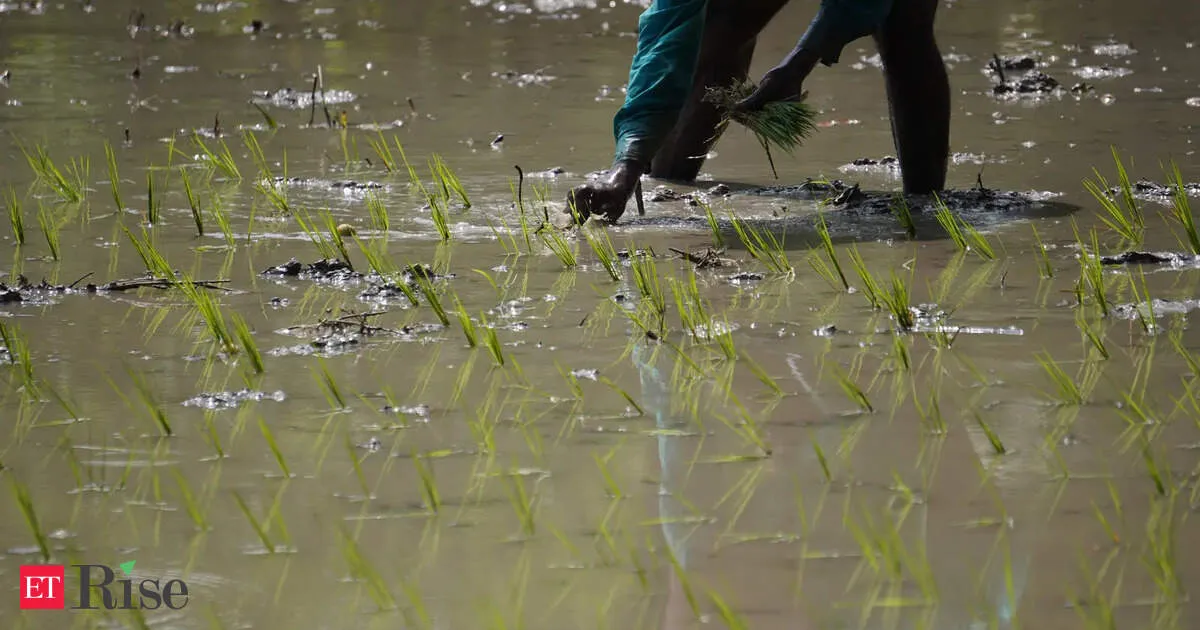 Global rice output set to drop for first time in a decade as stockpiles shrink