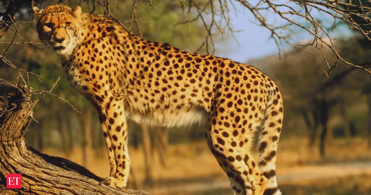 Botswana cheetahs freed in Kuno as quarantine ends and India cheetah count hits 57
