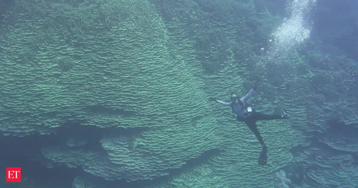 NOAA finds a 2000 year Porites coral giant that could rewrite reef survival rules