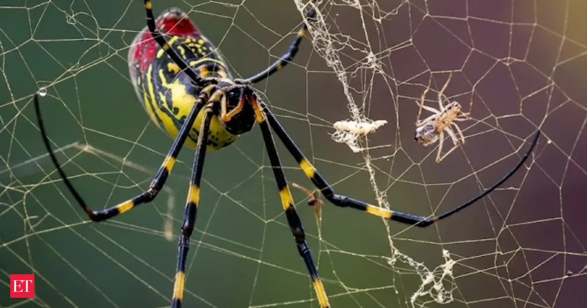 Giant Joro spiders the size of a human hand are spreading across the US fast
