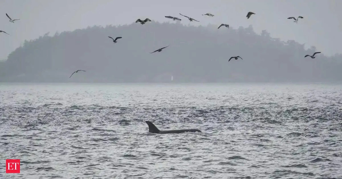 Underwater fiber optic cables could turn the ocean into an orca early warning system
