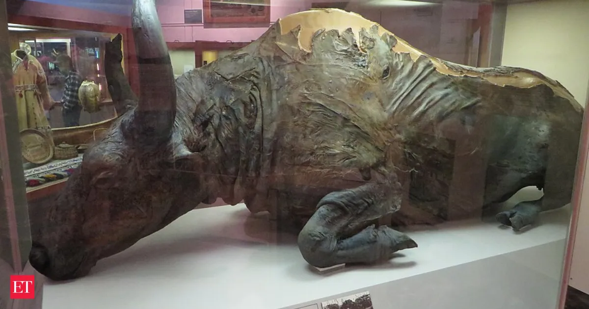 36,000 year old Blue Babe bison found in Alaska permafrost kept skin and soft tissue