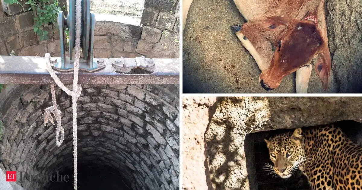 Leopard and calf escape a well together in Madhya Pradesh with shocking calm