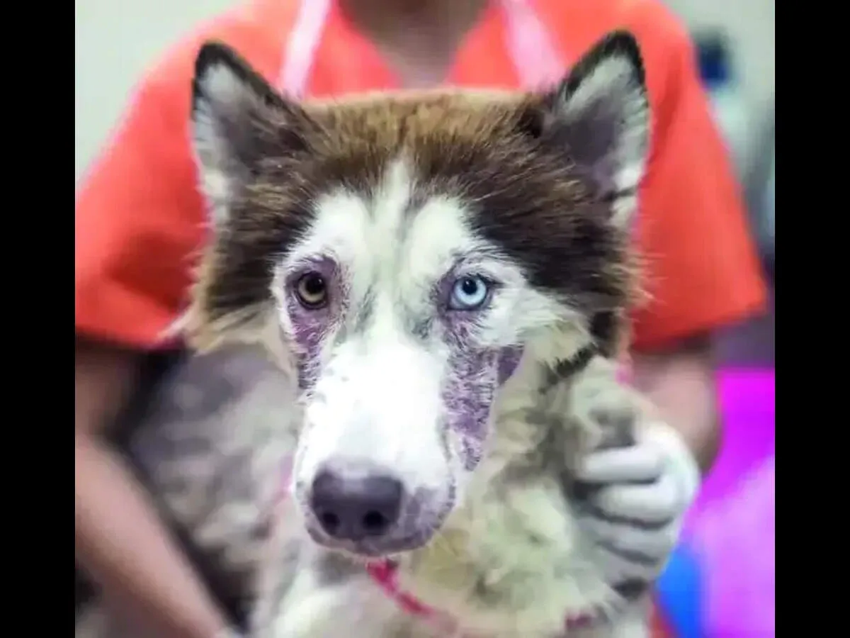 Five Siberian Huskies abandoned as one dies in heat while authorities remain lax
