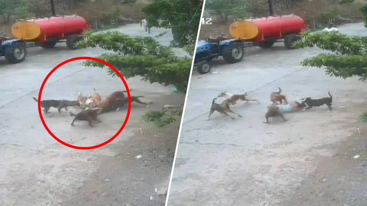 4 Year Old Critically Injured In Beed After Pack Of Six Stray Dogs Attack Captured On CCTV