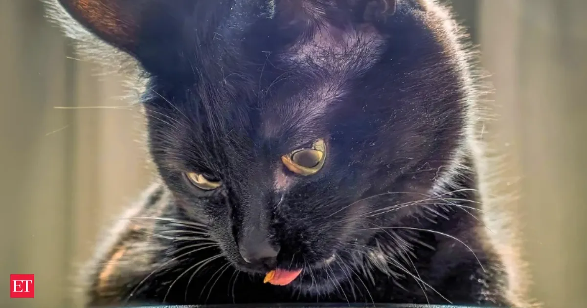 Scientists Uncover Why Cats Stop Eating Then Come Back Later