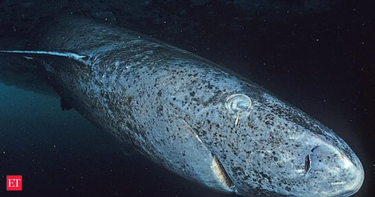 Greenland Sharks May Live 500 Years Proving the Ocean Holds Time Travelers