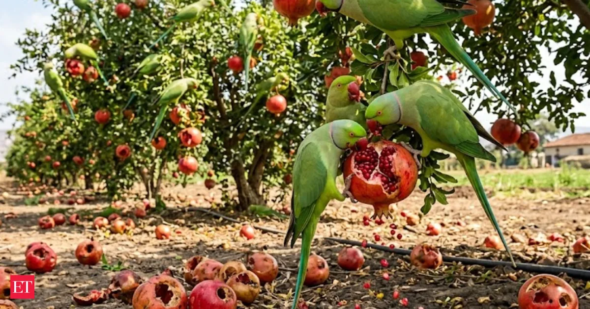 Bombay High Court calls parrots wild animals orders Maharashtra to pay farmer for pomegranate damage