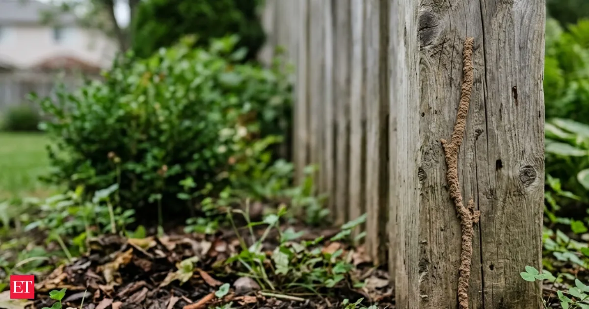 That thin line of dirt on your wall could mean termites are already inside