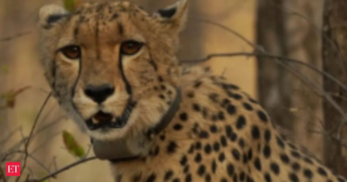 India’s Kuno cheetah Mukhi turns adult Monday proving reintroduction can succeed