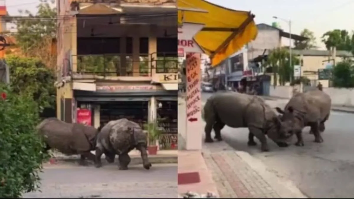 Massive One Horned Rhinos Slam Into Chitwan Streets Leaving Tourists in Shock