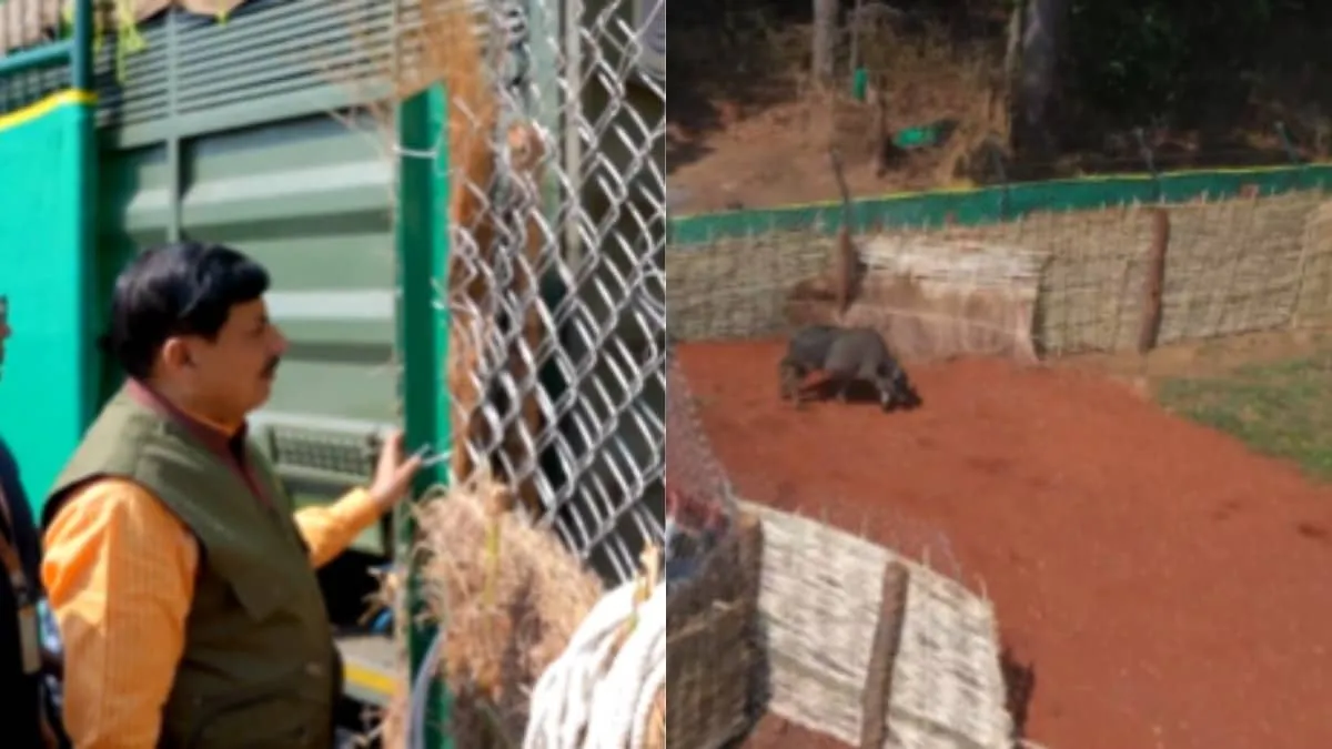 Madhya Pradesh CM Mohan Yadav Releases Wild Buffaloes in Kanha National Park Historic Revival Moment