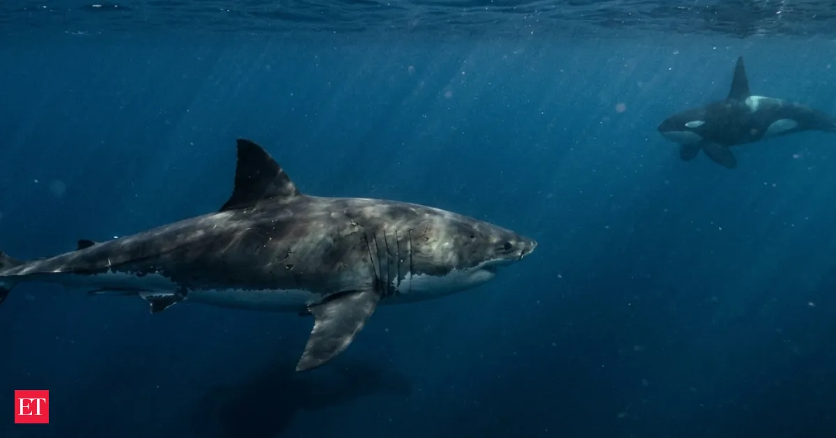 Orcas Are Redrawing the Ocean Food Chain as Great Whites Quietly Retreat