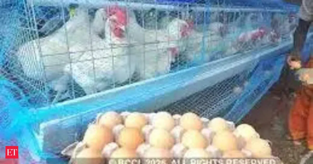 Veterinary experts warn misinformation is hurting poultry as chicken eggs stay affordable protein