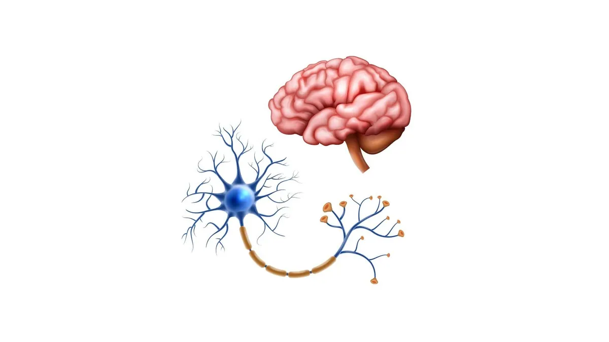 Heat resistant brain eating amoebae could spread worldwide as water systems age