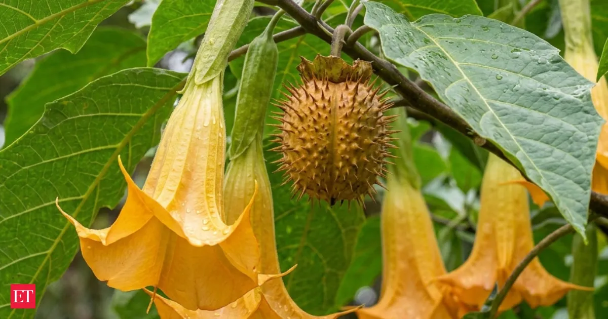 Ancient Colombian cloud forest tree named after decades of study reveals tomato potato family ties