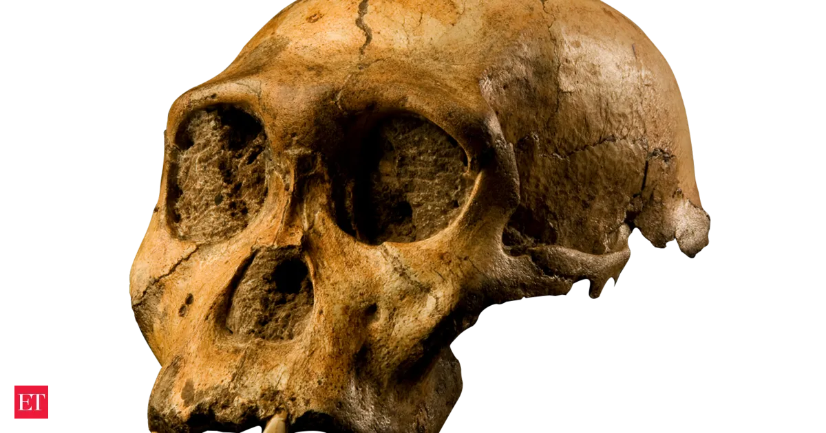 Boy chasing a dog found human ancestor fossils that rewired evolution research in 2008