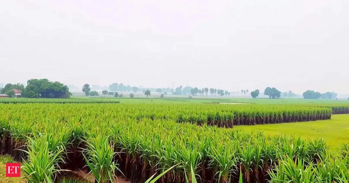 Govt hikes sugarcane FRP by Rs 10 to Rs 365 per quintal for 2026 27 season