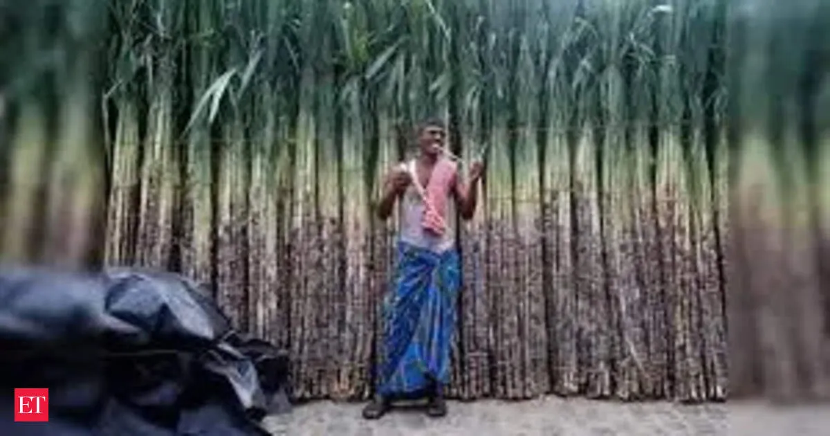Govt drafts Sugarcane Control Order 2026 to reshape ethanol, payments and factory approvals