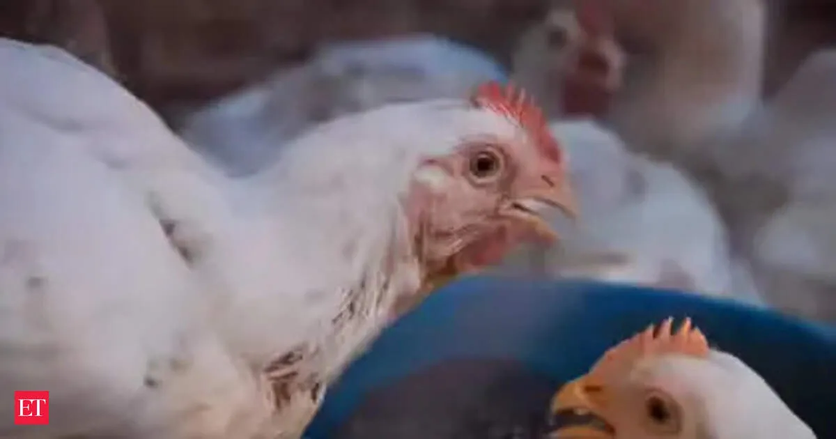 DJ noise blamed for chicken deaths in UP as police probe Sultanpur poultry complaint