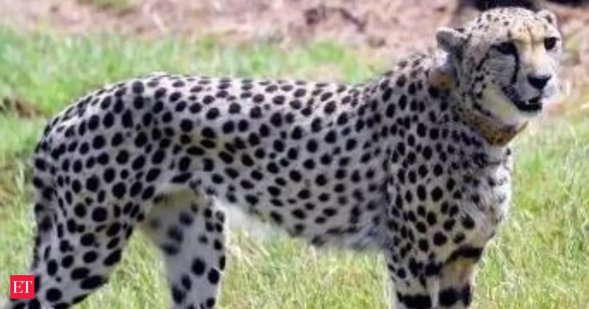 Namibian cheetah Nabha dies after failed hunt inside Kuno enclosure