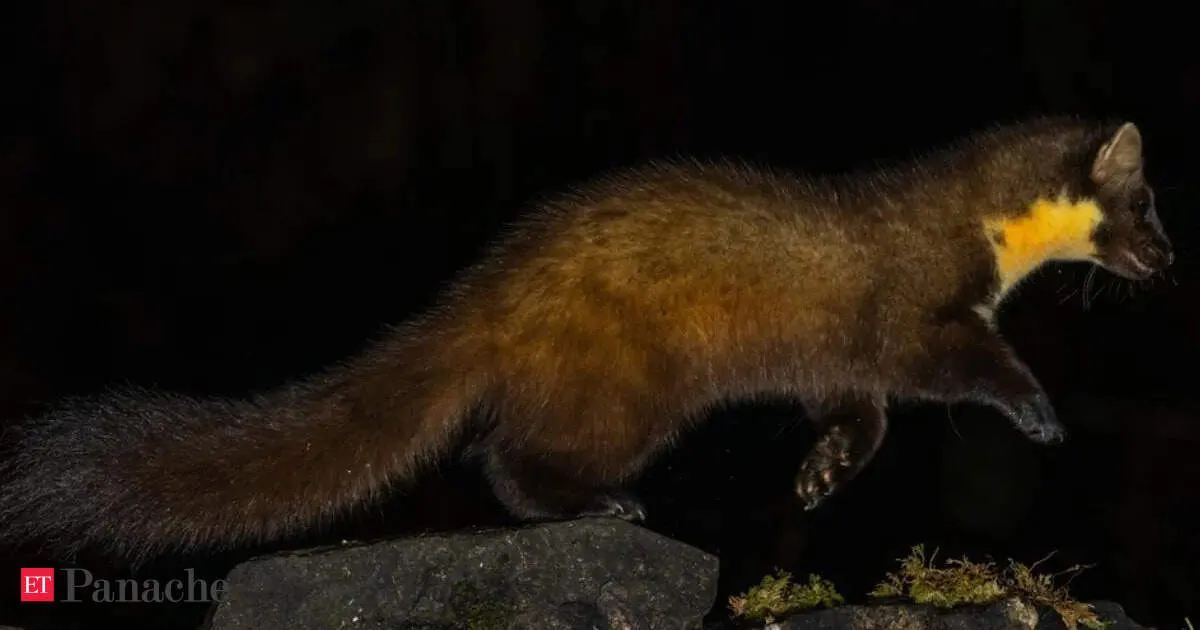 Rare Nilgiri marten spotted in Western Ghats called a joyful beauty by internet
