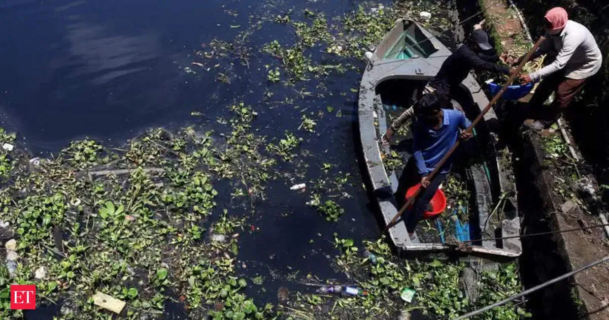 Smelly algae that traps microplastics could transform how we clean drinking water