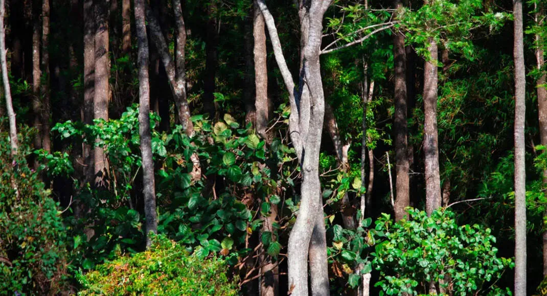 EU anti deforestation law traps Indian coffee exporters with January 2025 deadline and rising costs