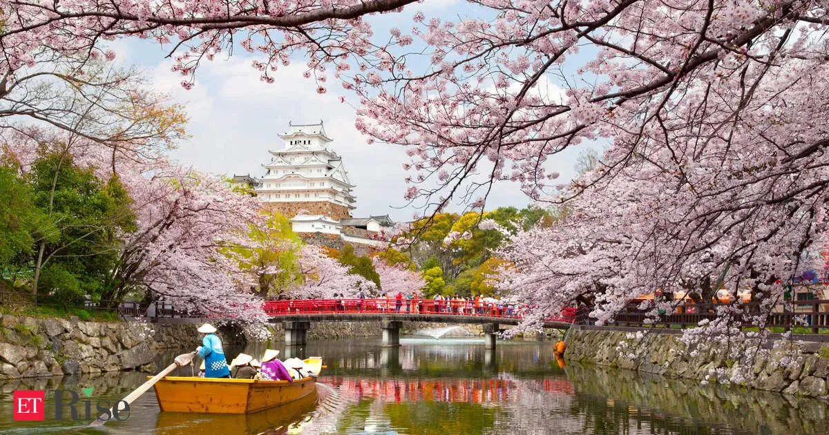 Cherry blossoms bloom earlier, signaling climate change and food risks scientists warn about