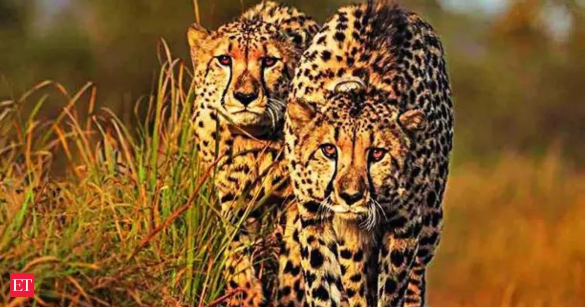 Solar water lift in Kuno keeps cheetah cubs hydrated through brutal heat