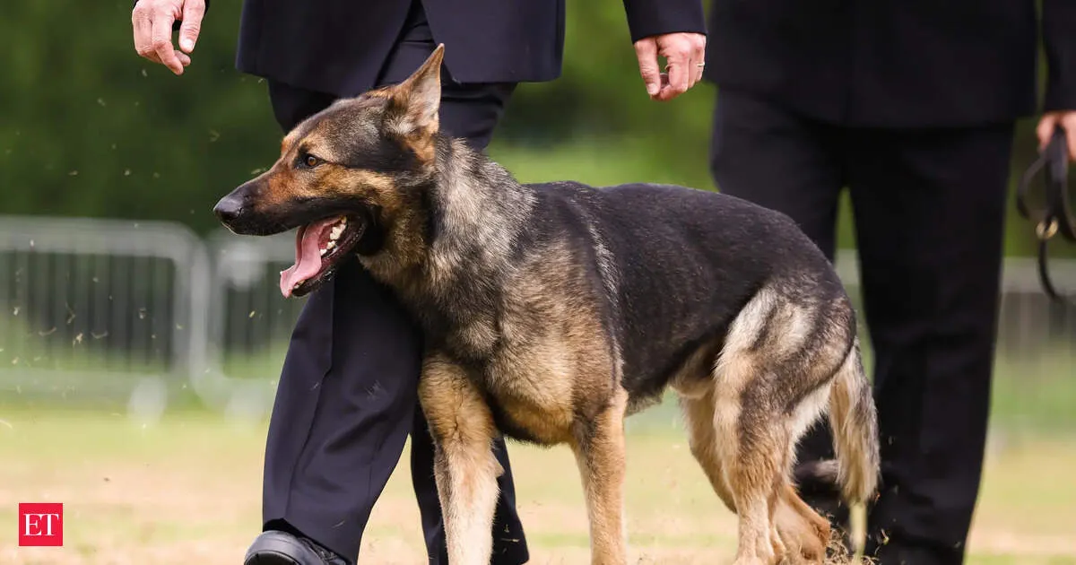 Alabama man bites police K9 after being bitten during arrest drug probe video