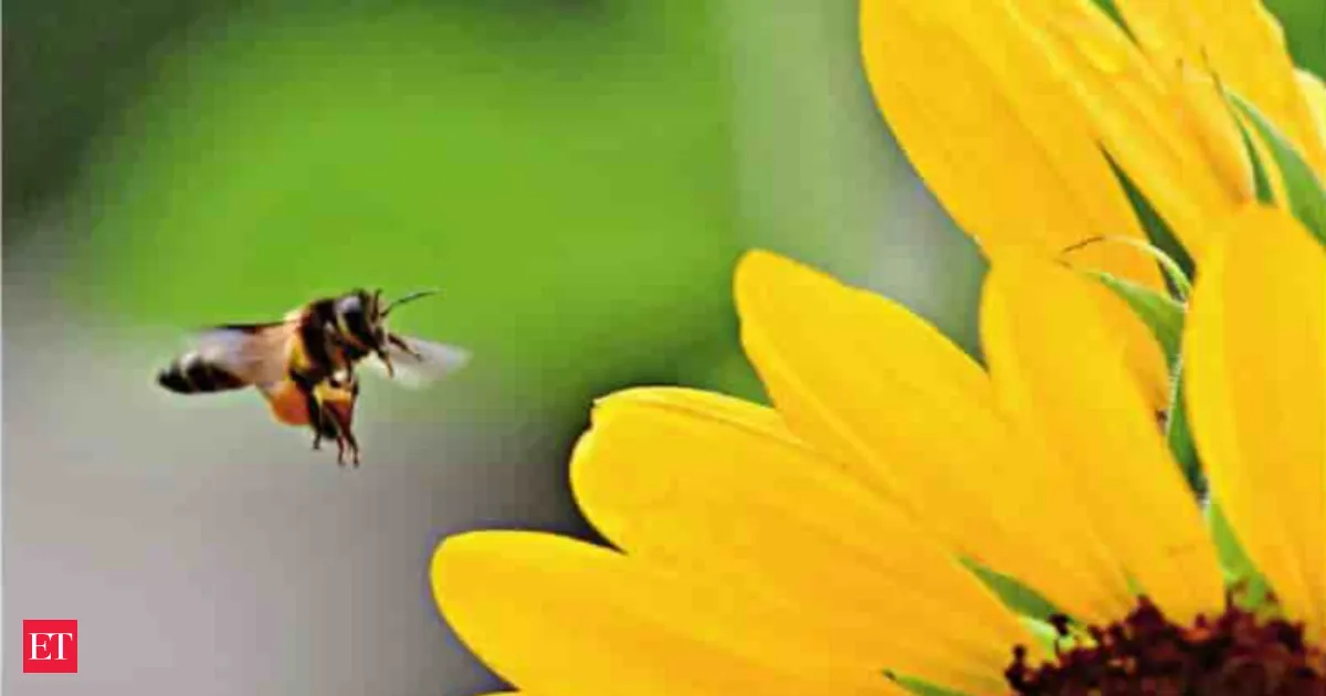 Farmers are now renting bees to save yields from pollination collapse