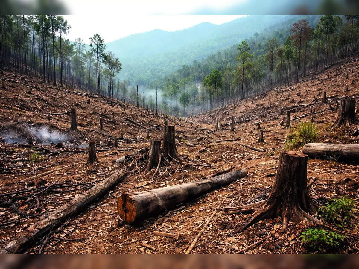 Haryana forest turf war exposes deeper failure to stop illegal khair felling