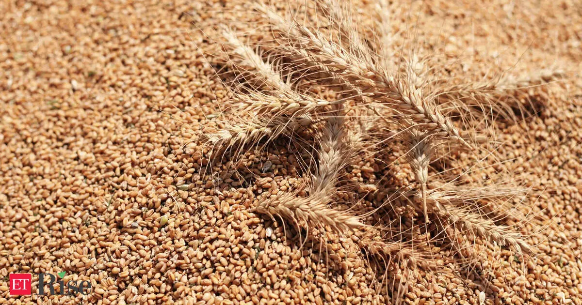 EU wheat price eases as supply outlook improves despite Iran war risks