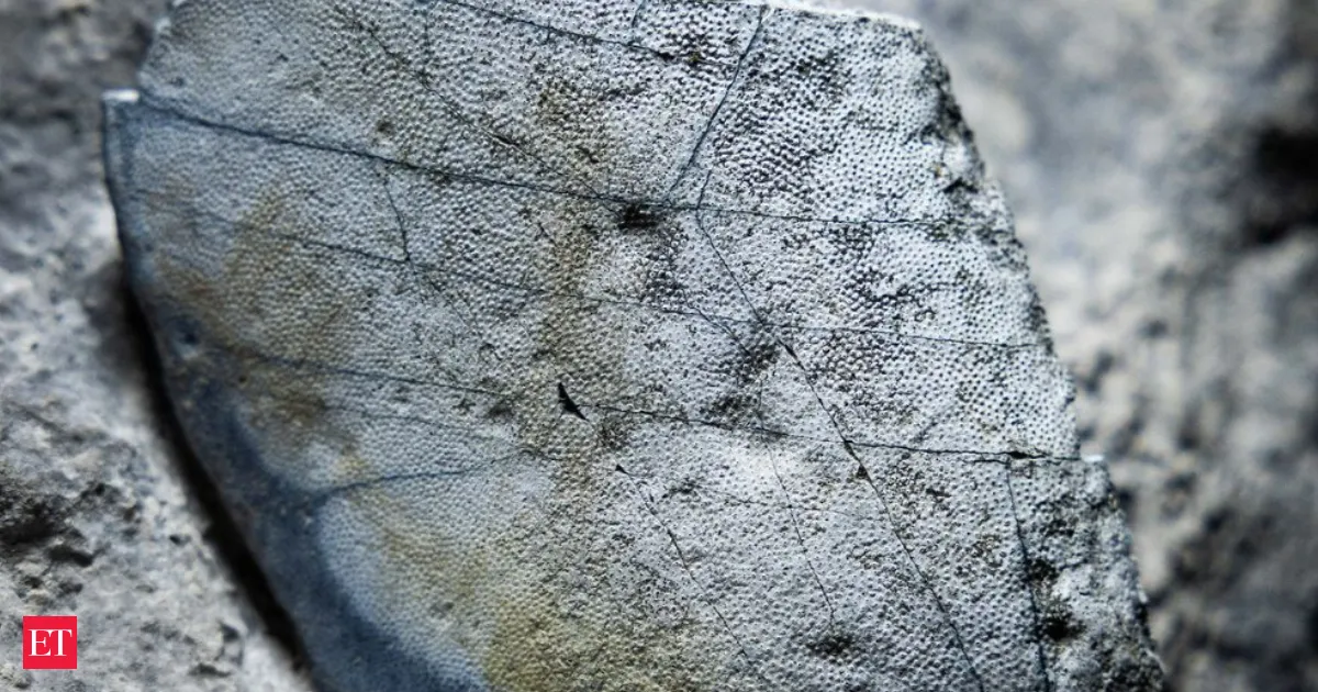 330 million year old shark teeth found in Ireland rewriting ancient sea life