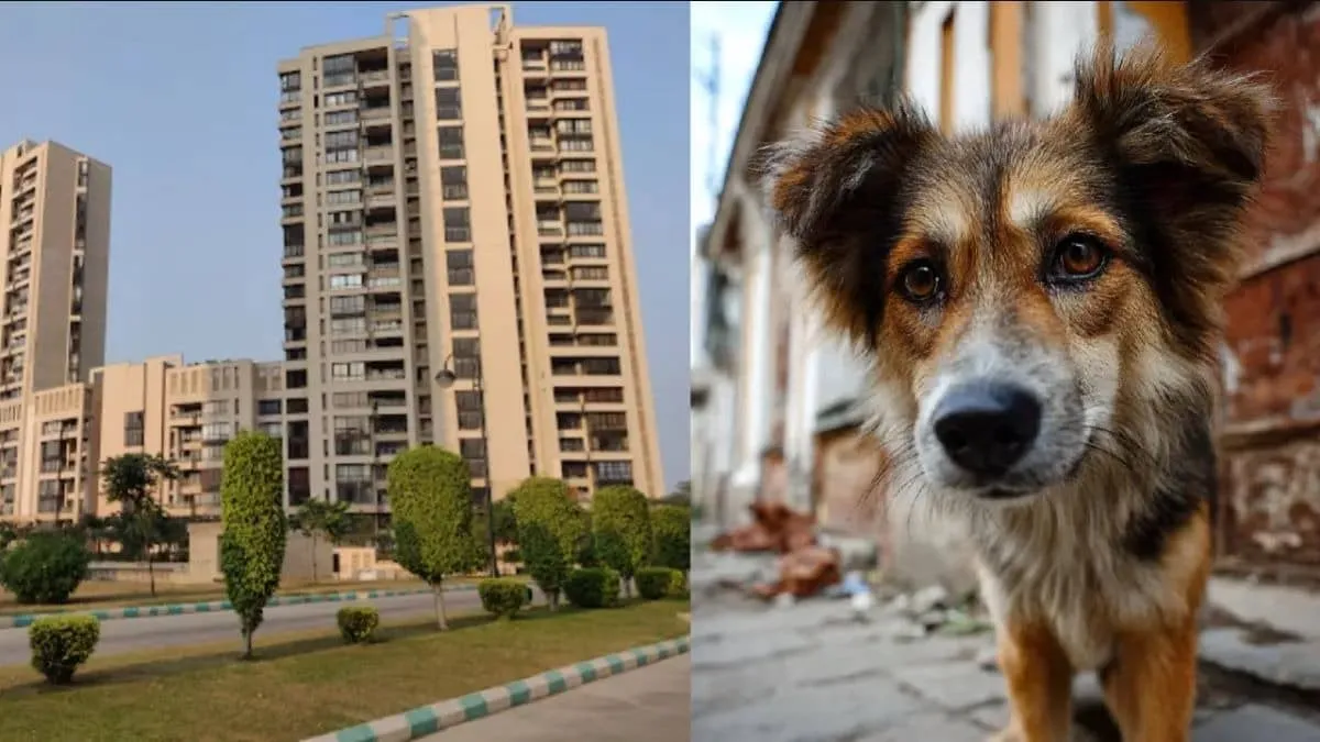 Stray Dog Pack Injures DU Professor in Jaypee Greens, Residents Say Management Ignores Court Orders