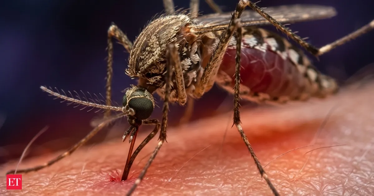 Scientists uncover how mosquitoes track your heat and zero in on humans faster