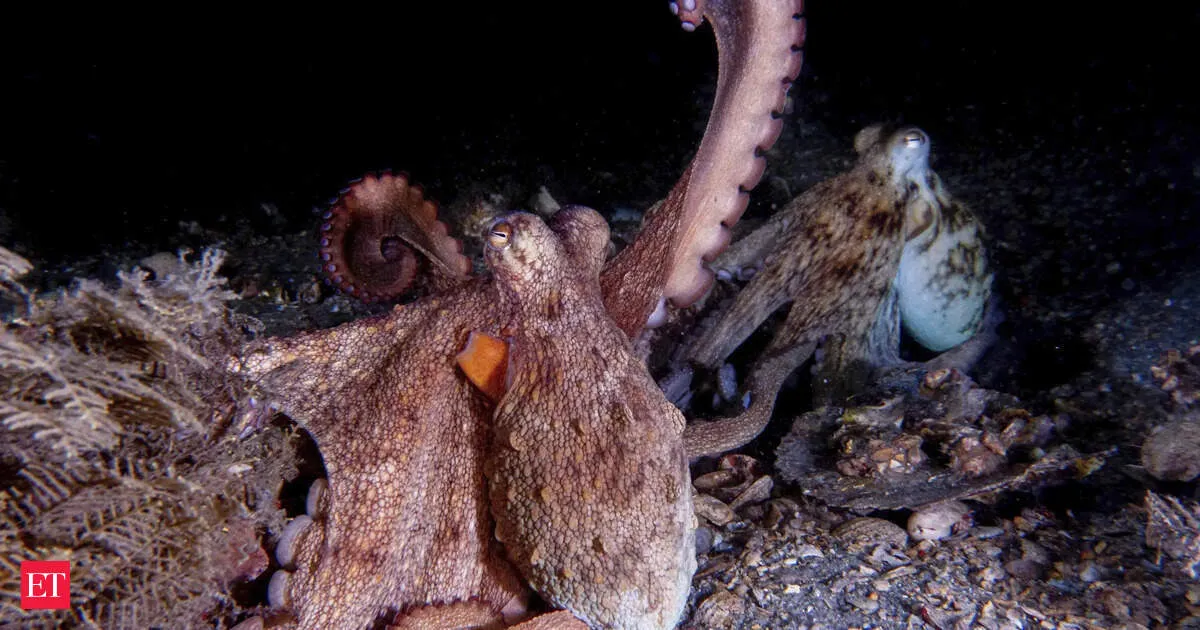Octopuses don’t have a dominant arm and their four front limbs lead exploration