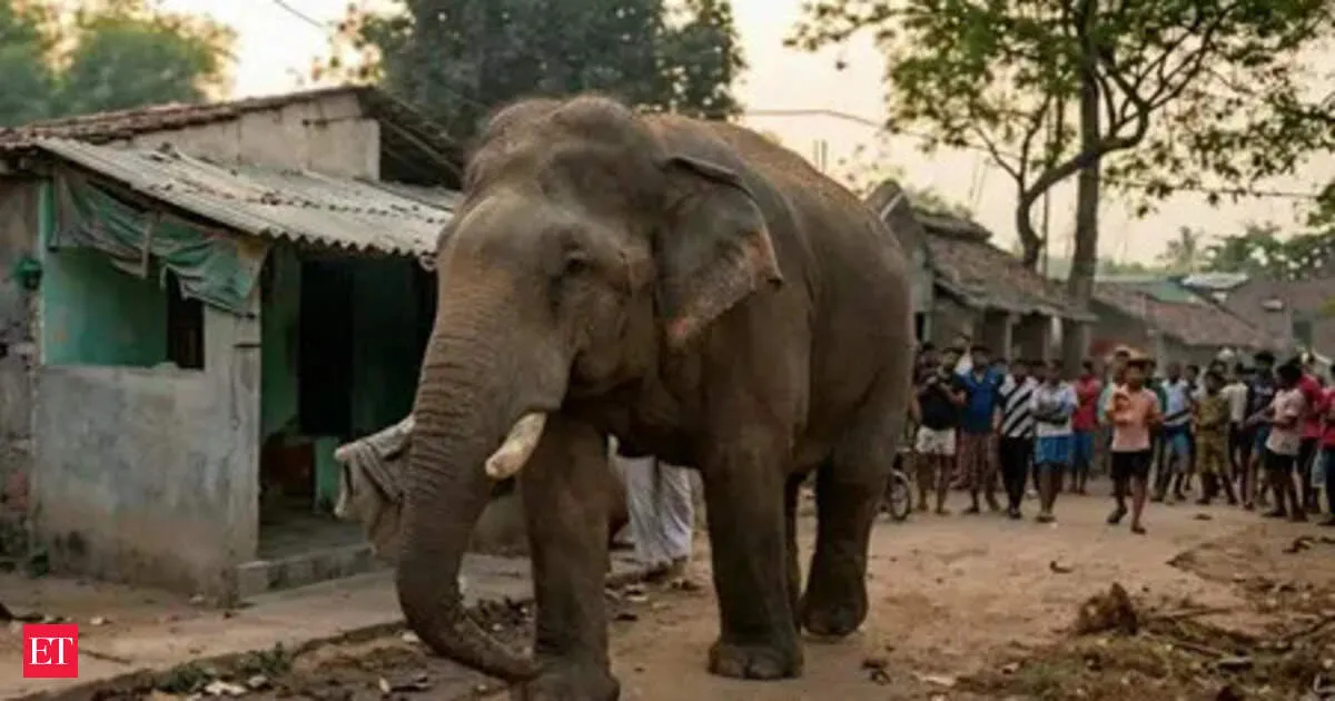 Ramlal the elephant pauses West Bengal voting before officials guide him away